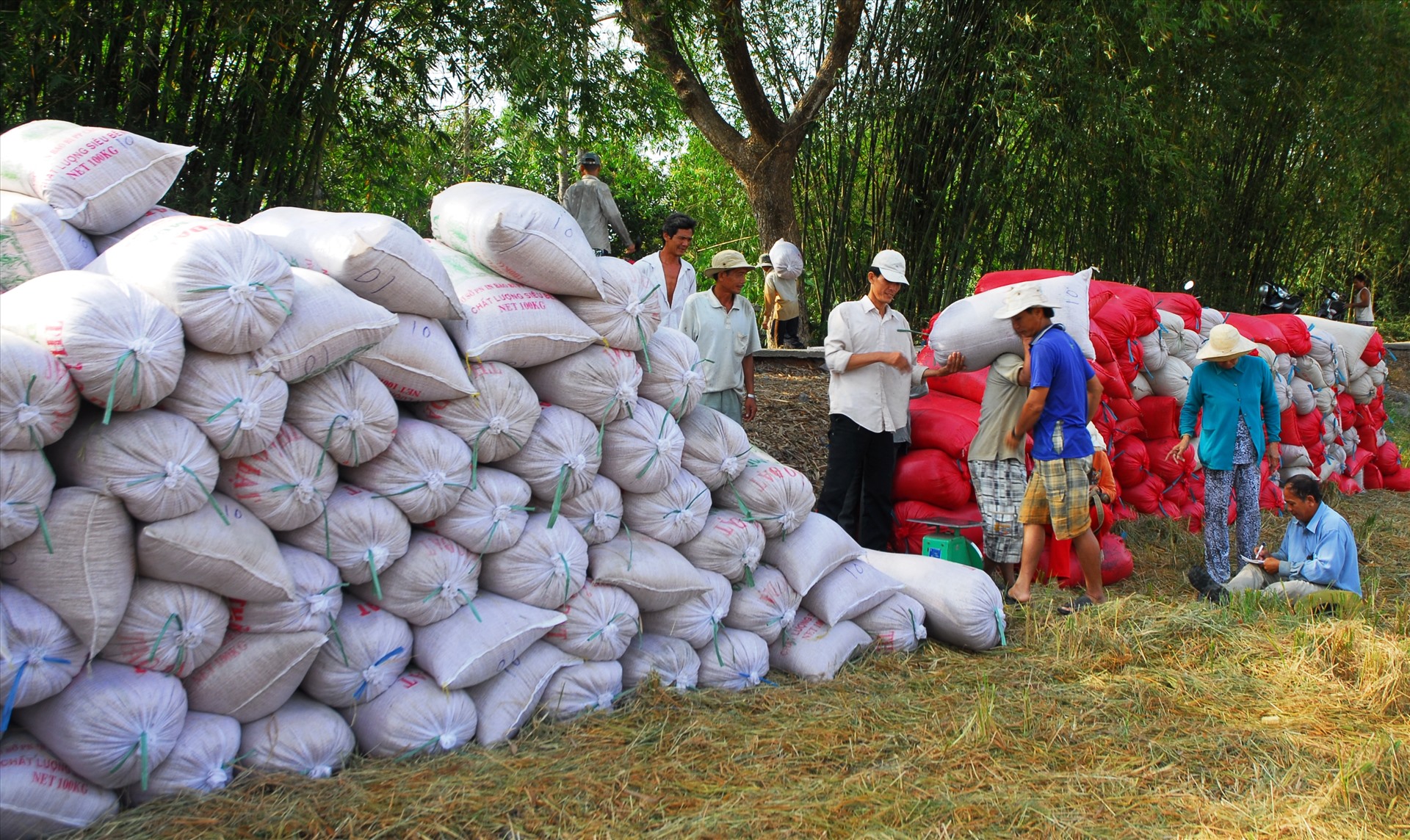 Thu mua thóc gạo tại ĐBSCL được kiến nghị tiếp tục "bơm" vốn